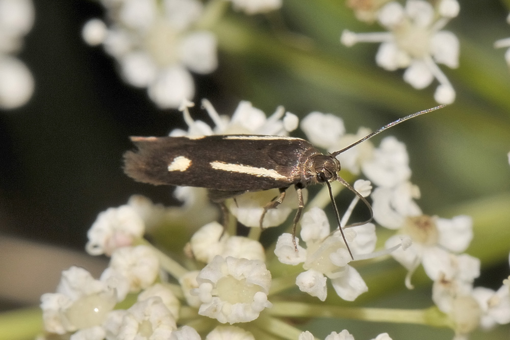 Scythris knochella